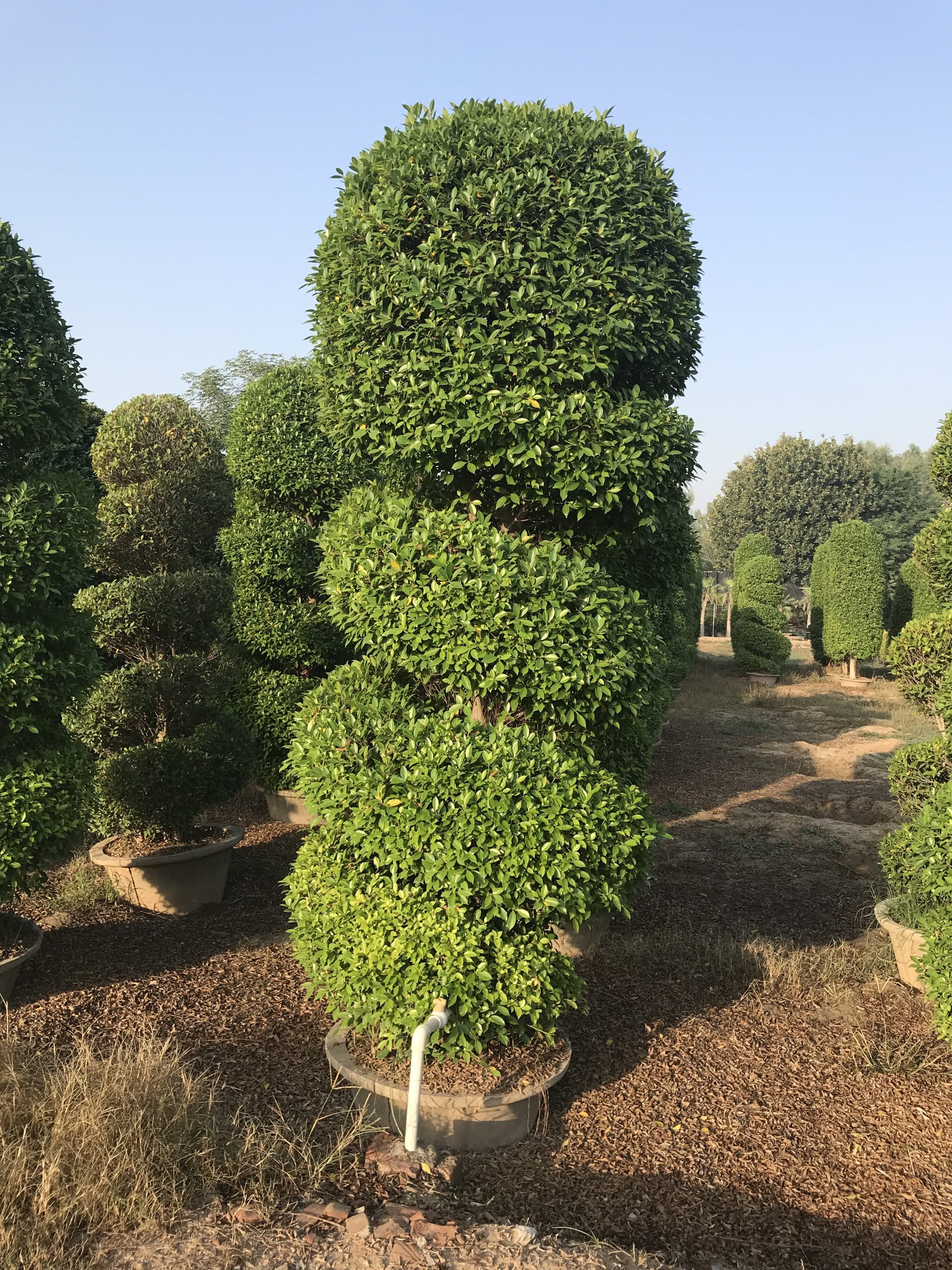 Ficus Plant