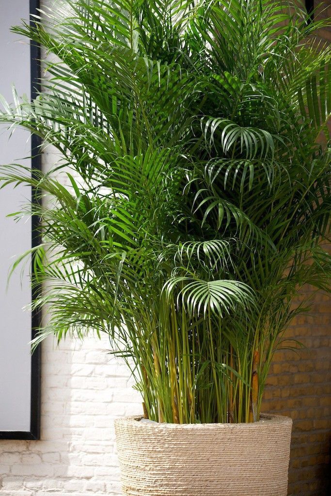 Cane Palm Plant