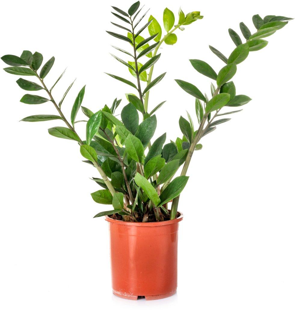 Zz Plant